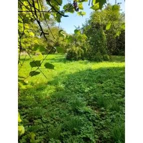 продается 2 з/у участка с домиками в Немане