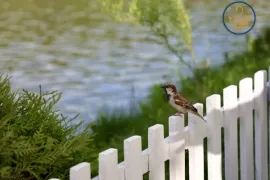 Расстояние до соседского забора